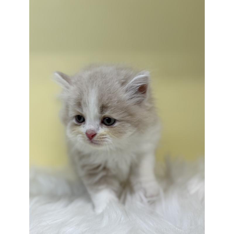 販売中の埼玉県のサイベリアン-136402の3枚目