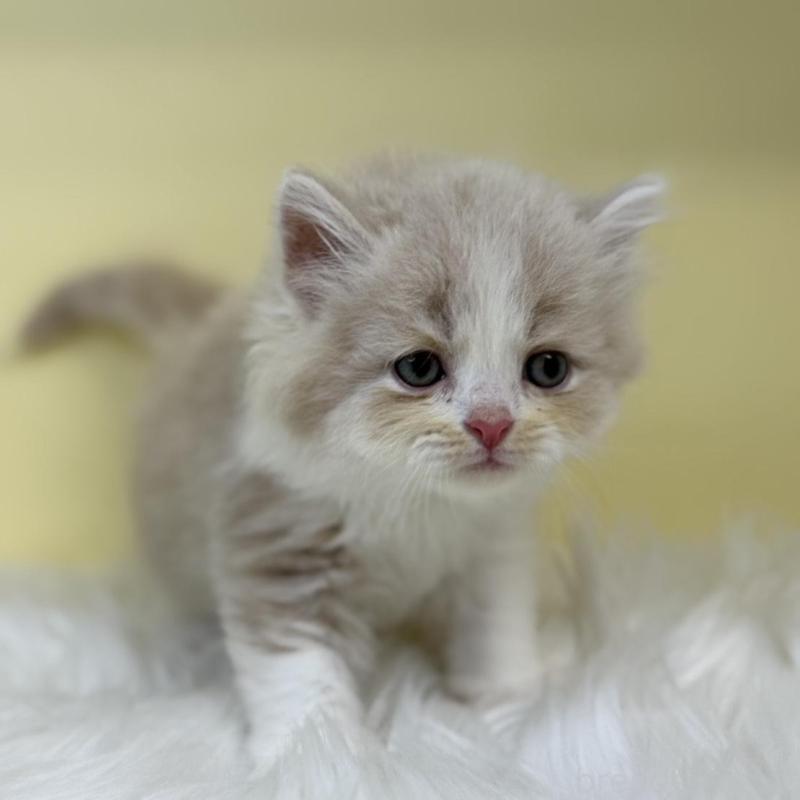 販売中の埼玉県のサイベリアン-136402の1枚目