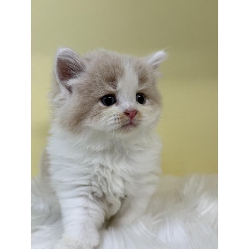 販売中の埼玉県のサイベリアン-136403の4枚目