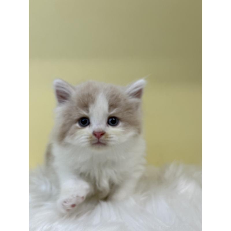 販売中の埼玉県のサイベリアン-136403の3枚目