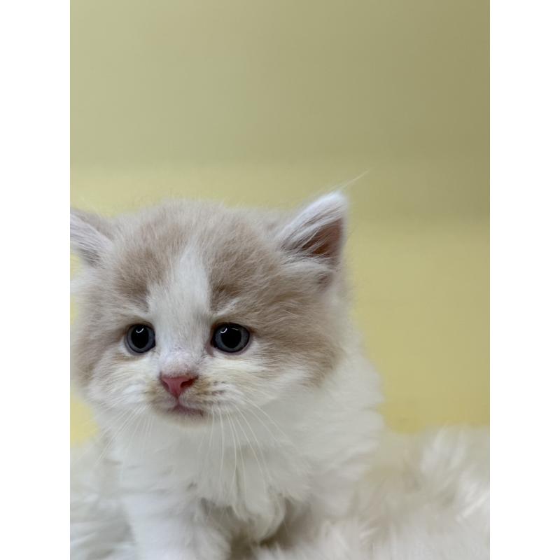 販売中の埼玉県のサイベリアン-136403の2枚目