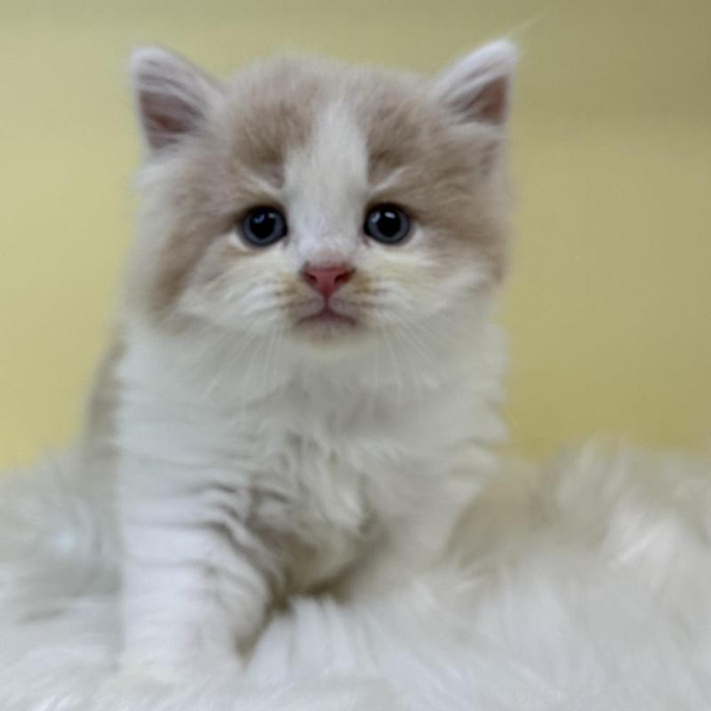 販売中の埼玉県のサイベリアン-136403の1枚目