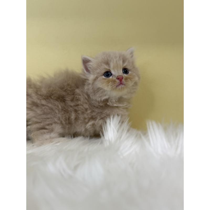 販売中の埼玉県のサイベリアン-136404の4枚目