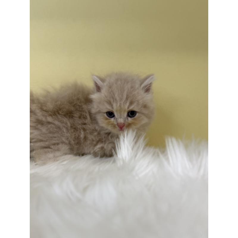 販売中の埼玉県のサイベリアン-136404の2枚目