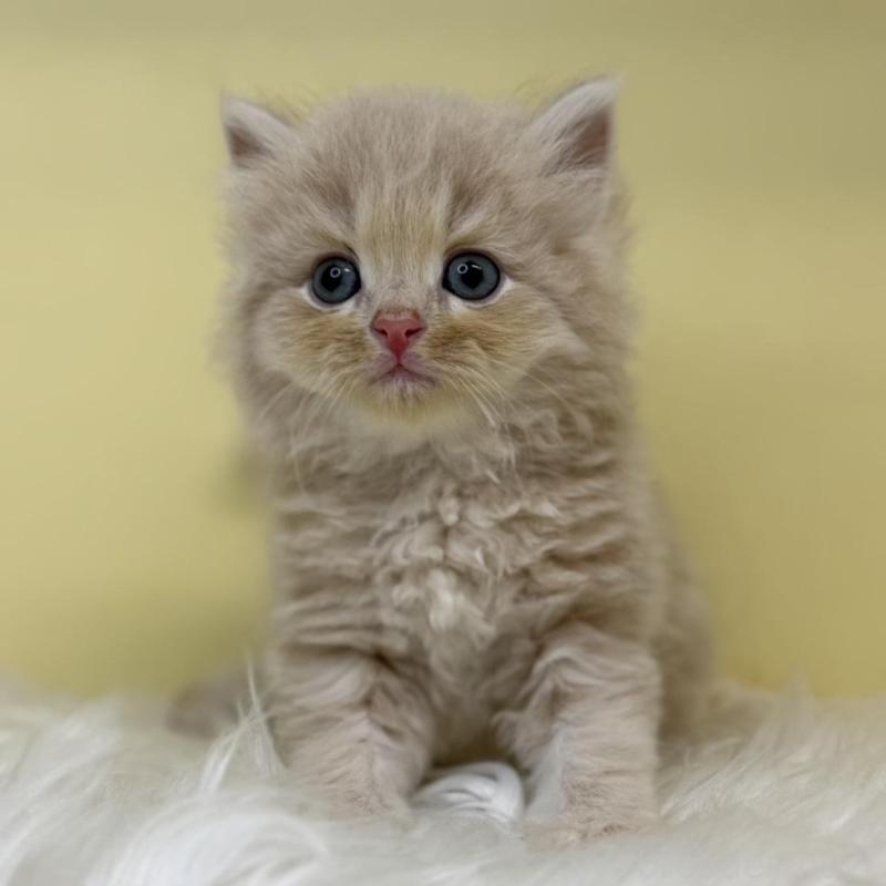 販売中の埼玉県のサイベリアン-136404の1枚目