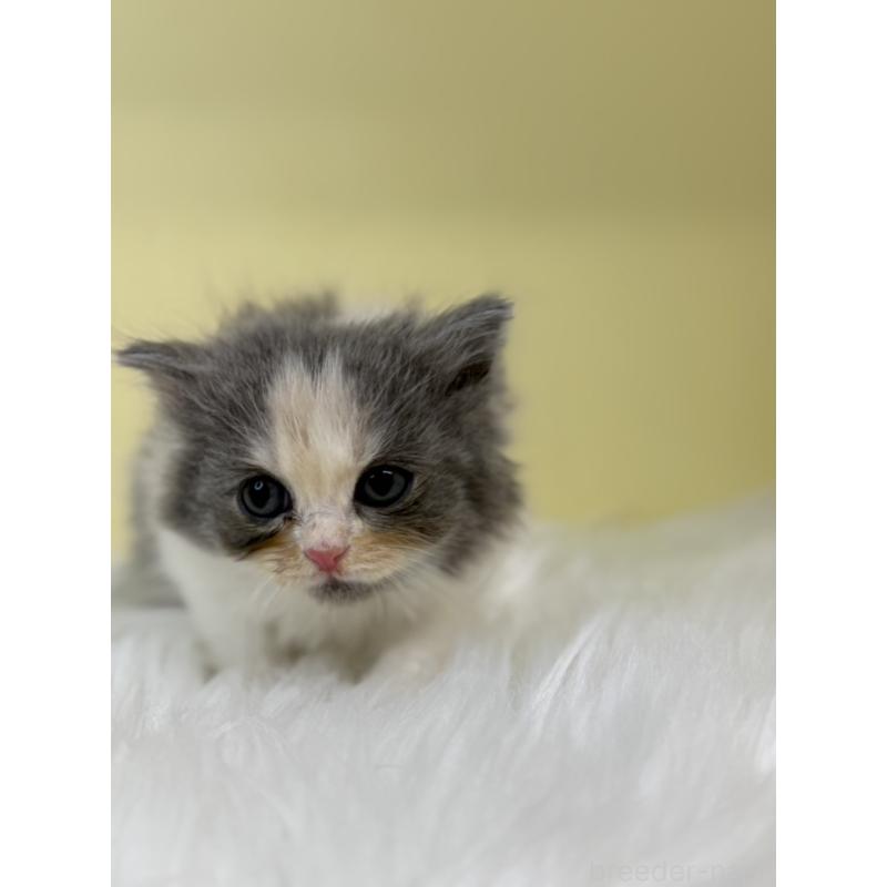 販売中の埼玉県のラガマフィン-136405の4枚目