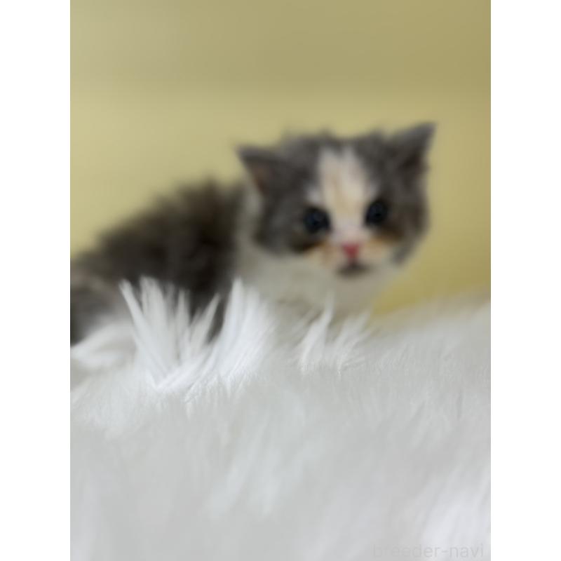 販売中の埼玉県のラガマフィン-136405の3枚目