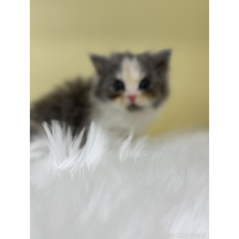 販売中の埼玉県のラガマフィン-136405の2枚目