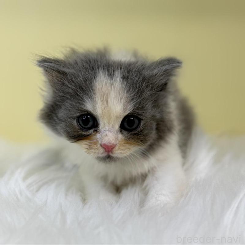 販売中の埼玉県のラガマフィン-136405の1枚目