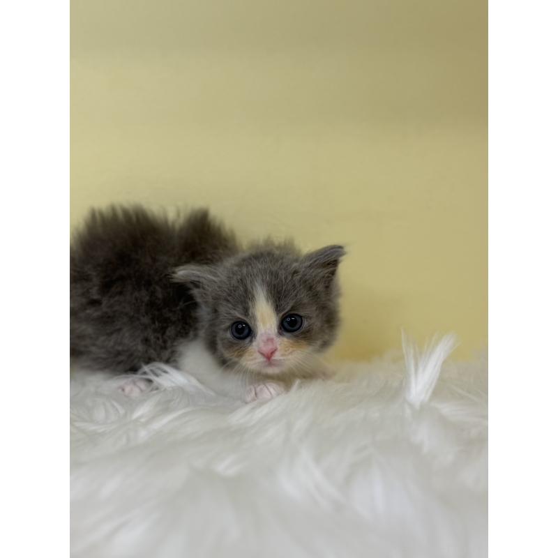 販売中の埼玉県のラガマフィン-136406の4枚目