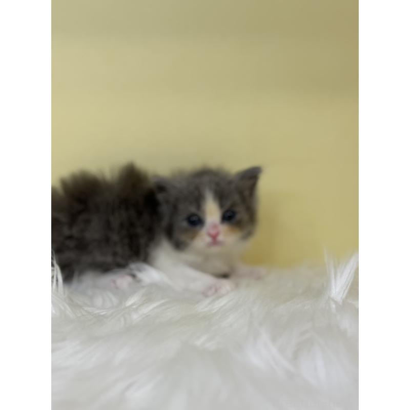 販売中の埼玉県のラガマフィン-136406の2枚目