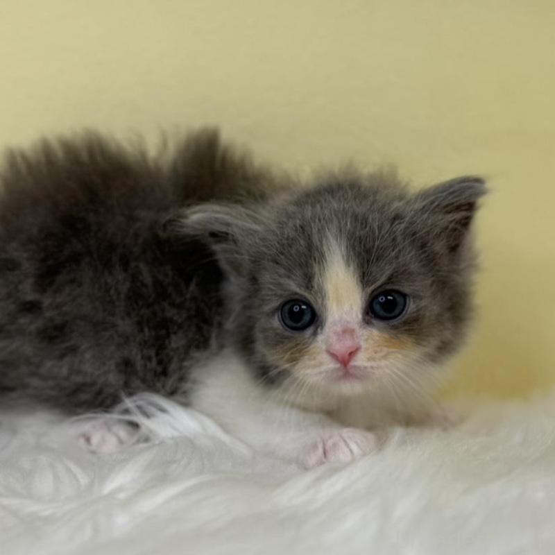 販売中の埼玉県のラガマフィン-136406の1枚目