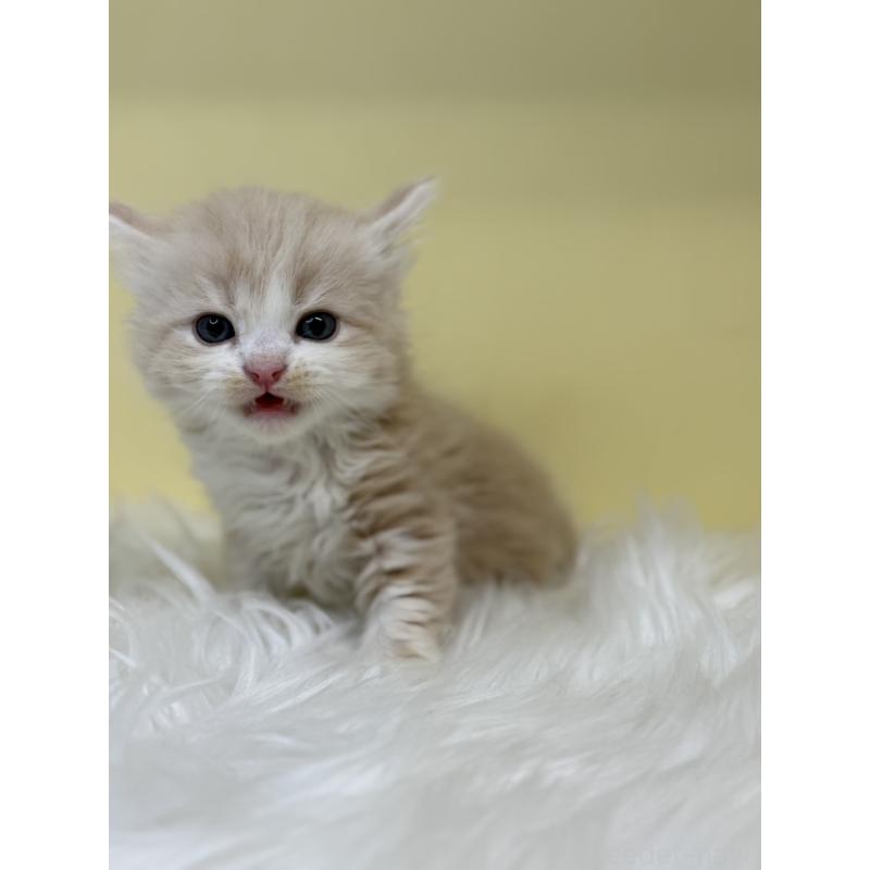 販売中の埼玉県のサイベリアン-136407の4枚目