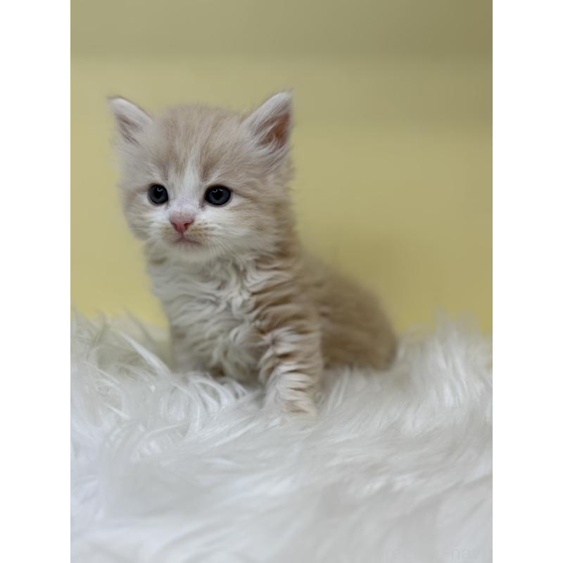 販売中の埼玉県のサイベリアン-136407の3枚目