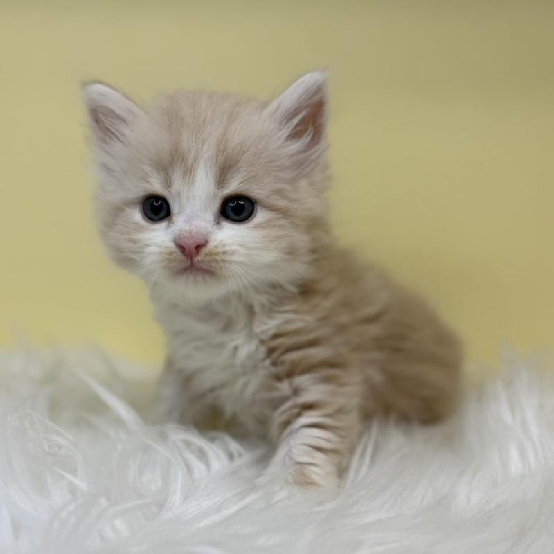 販売中の埼玉県のサイベリアン-136407の1枚目