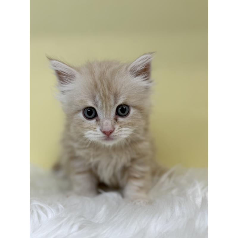 販売中の埼玉県のサイベリアン-136408の4枚目