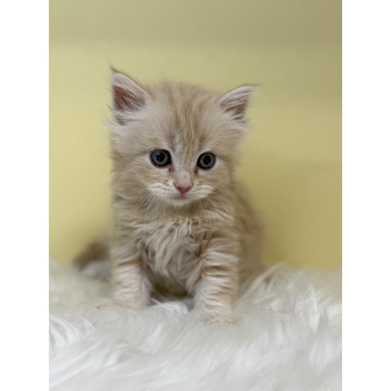 販売中の埼玉県のサイベリアン-136408の3枚目