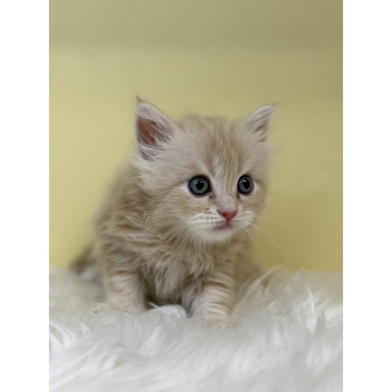 販売中の埼玉県のサイベリアン-136408の2枚目