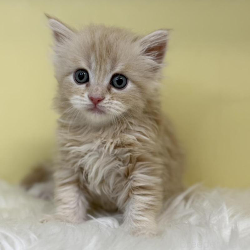 販売中の埼玉県のサイベリアン-136408の1枚目