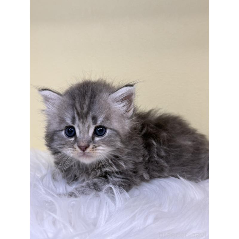 販売中の埼玉県のサイベリアン-136409の4枚目