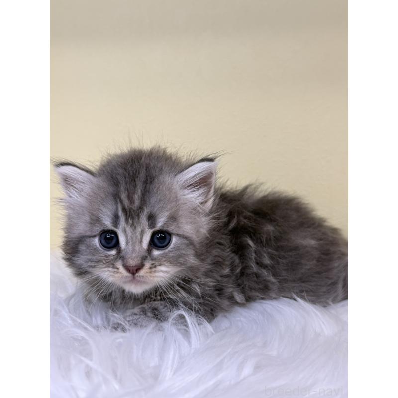 販売中の埼玉県のサイベリアン-136409の3枚目