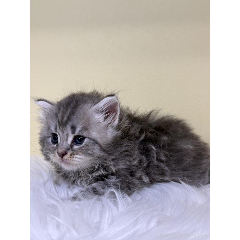 販売中の埼玉県のサイベリアン-136409の2枚目