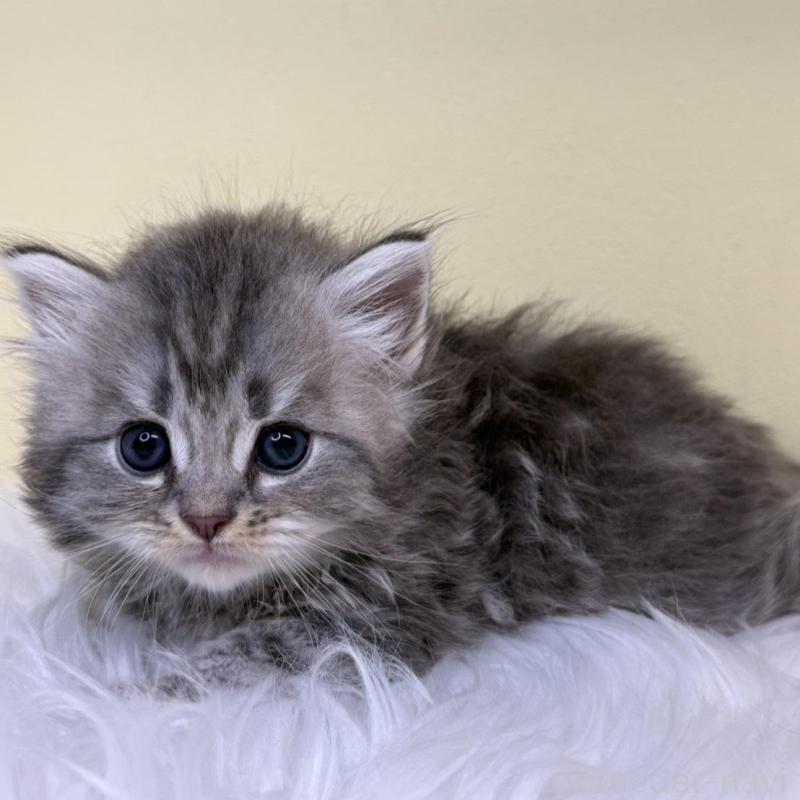 販売中の埼玉県のサイベリアン-136409の1枚目