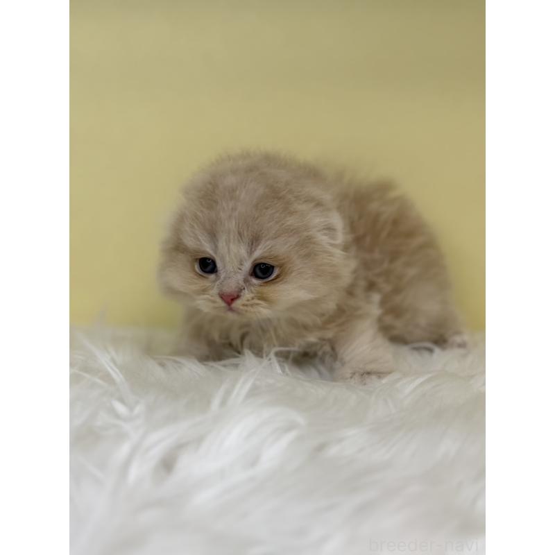 販売中の埼玉県のスコティッシュフォールド(折れ耳)-136410の4枚目