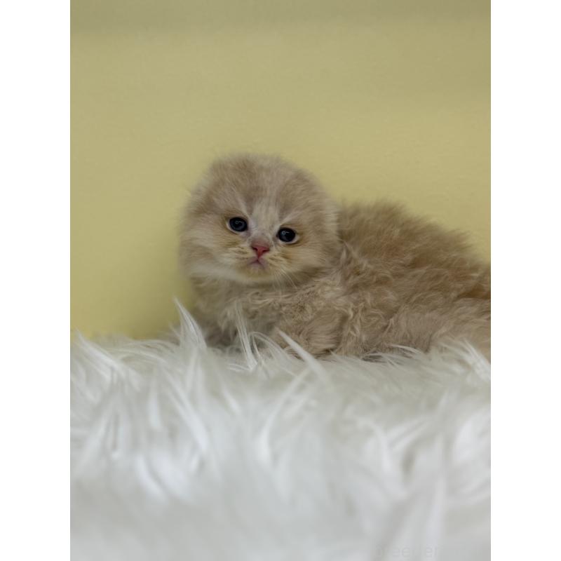 販売中の埼玉県のスコティッシュフォールド(折れ耳)-136410の3枚目