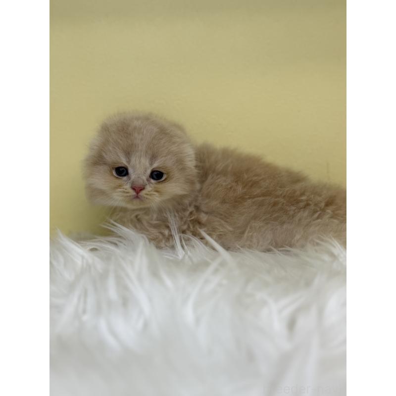 販売中の埼玉県のスコティッシュフォールド(折れ耳)-136410の2枚目