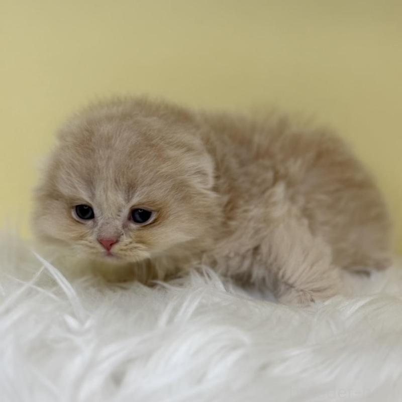 販売中の埼玉県のスコティッシュフォールド(折れ耳)-136410の1枚目