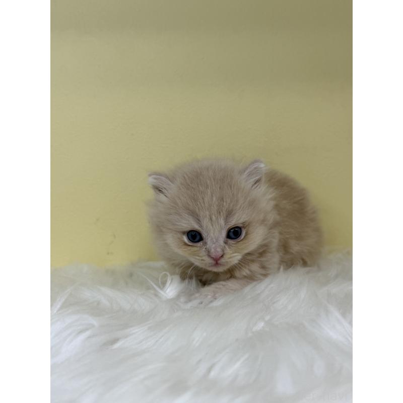 販売中の埼玉県のスコティッシュフォールド-136411の4枚目