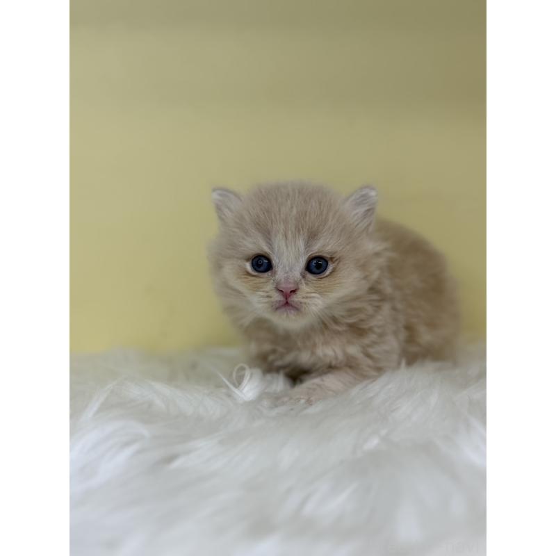 販売中の埼玉県のスコティッシュフォールド-136411の3枚目