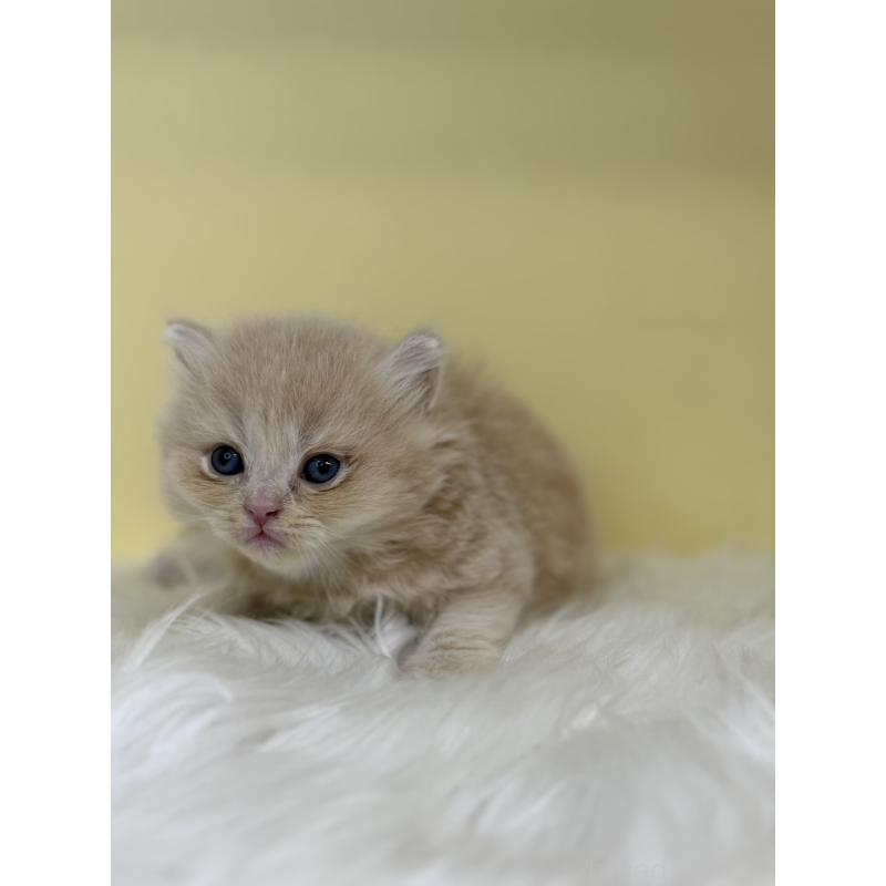 販売中の埼玉県のスコティッシュフォールド-136411の2枚目