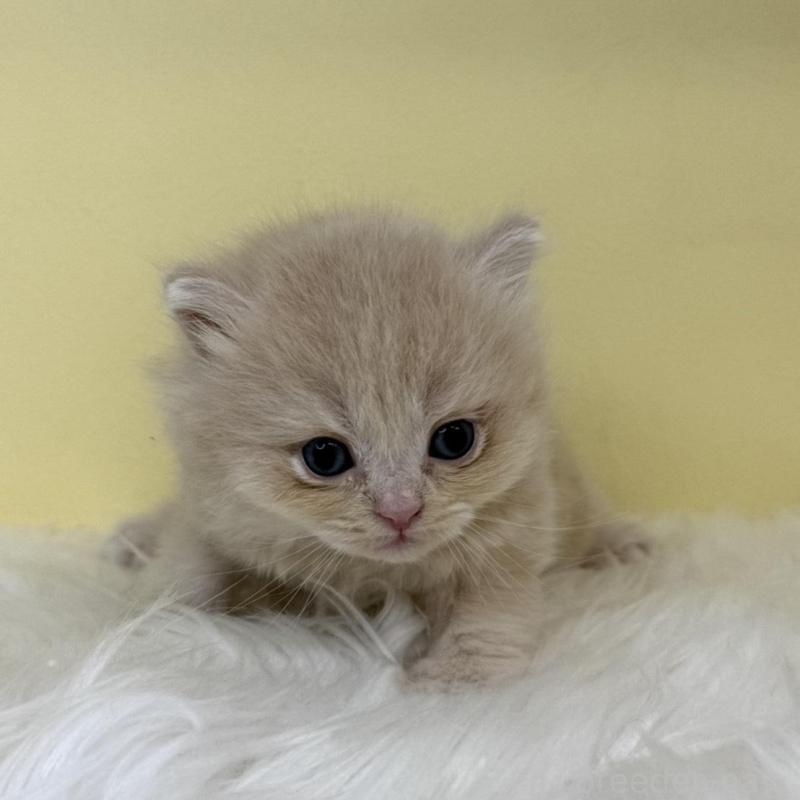 販売中の埼玉県のスコティッシュフォールド-136411