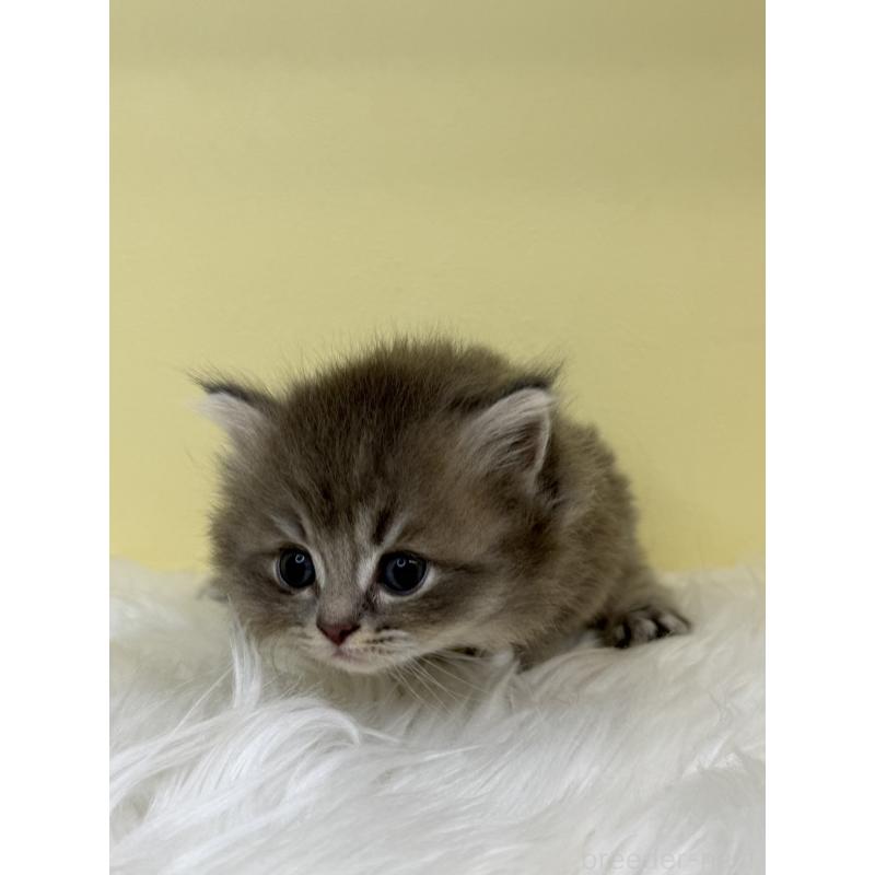 販売中の埼玉県のスコティッシュフォールド-136412の4枚目