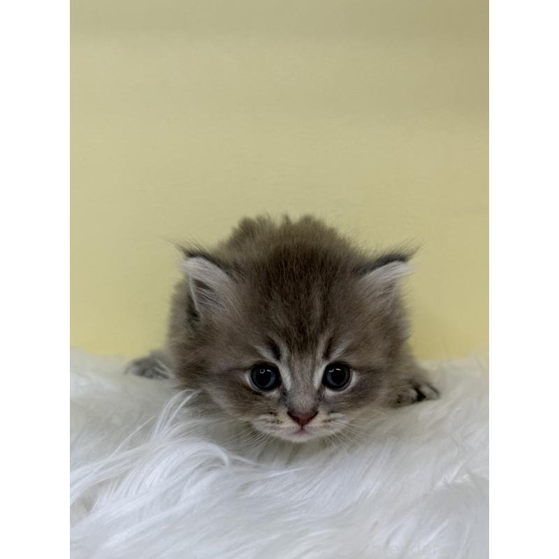 販売中の埼玉県のスコティッシュフォールド-136412の3枚目