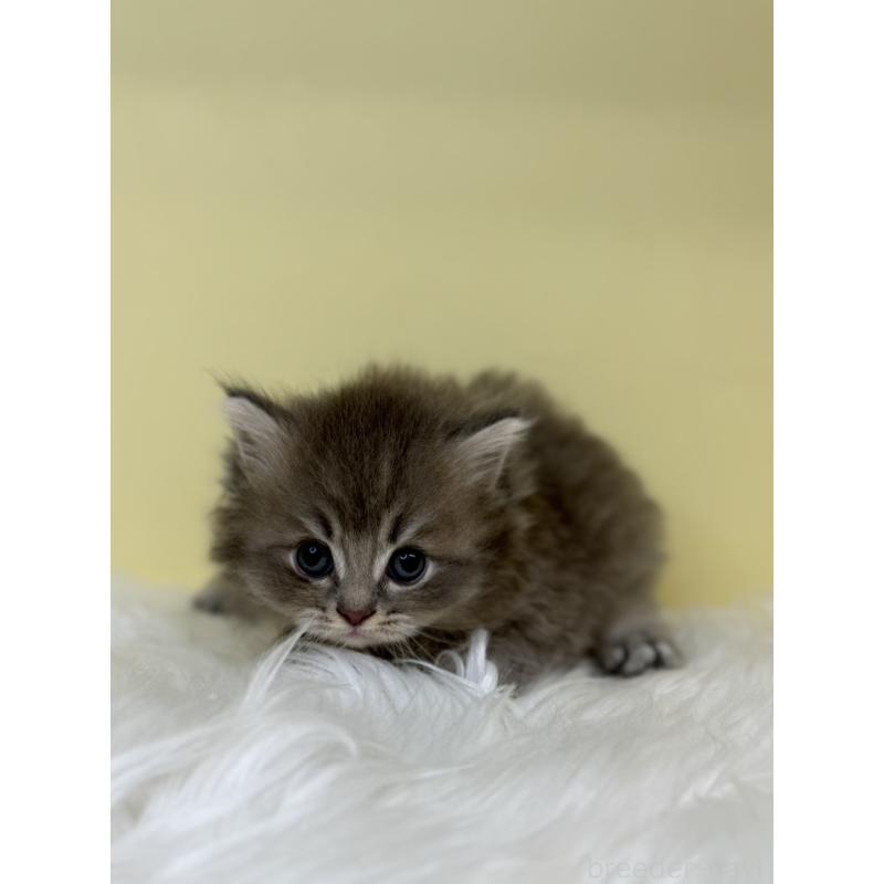 販売中の埼玉県のスコティッシュフォールド-136412の2枚目