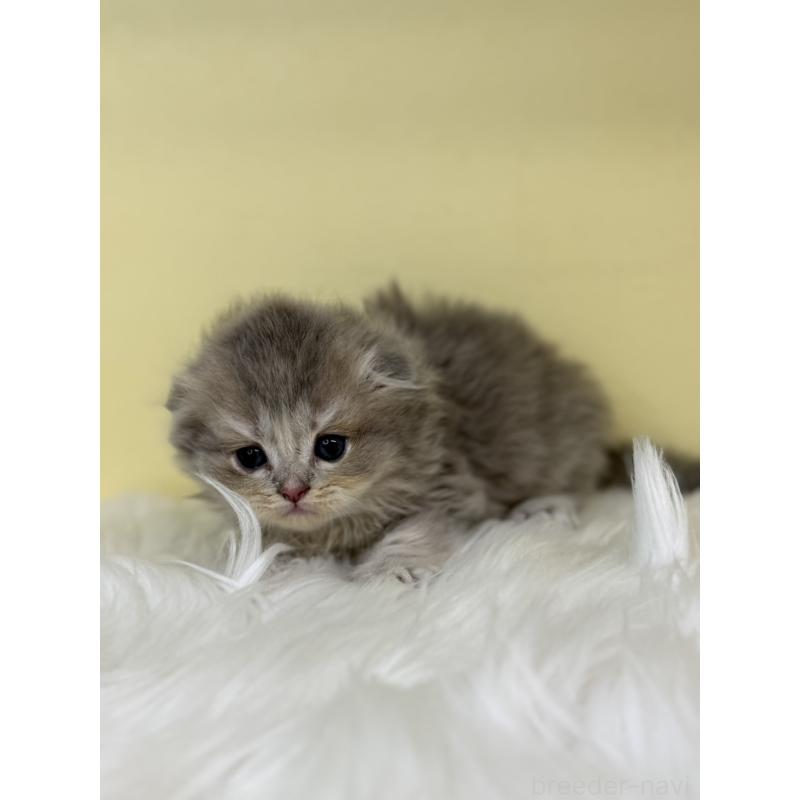 販売中の埼玉県のスコティッシュフォールド(折れ耳)-136413の4枚目