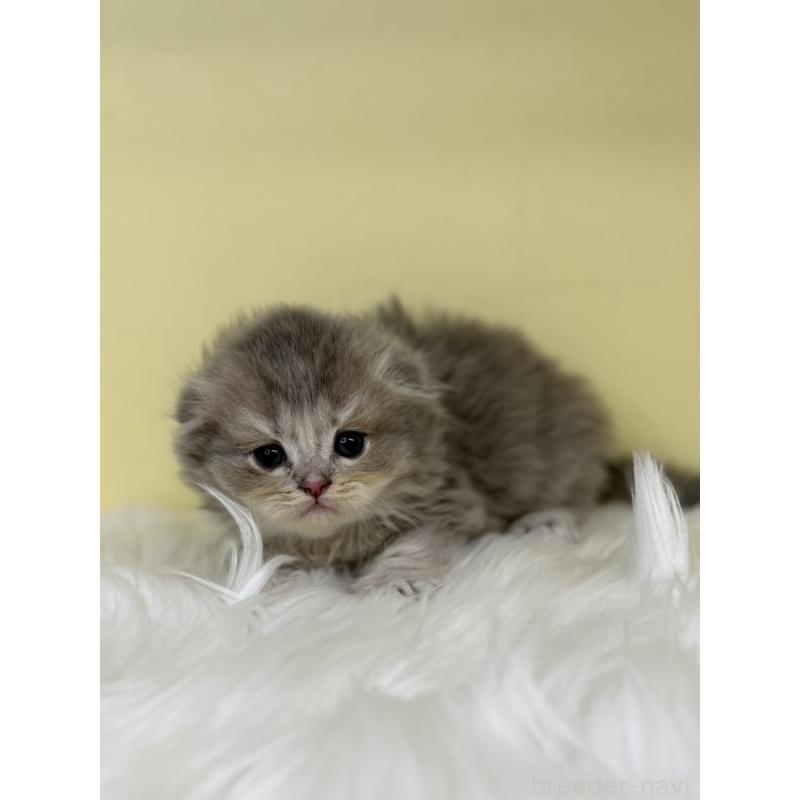 販売中の埼玉県のスコティッシュフォールド(折れ耳)-136413の3枚目