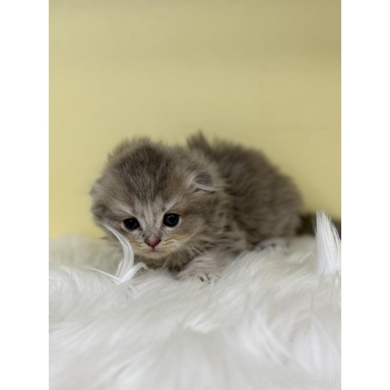 販売中の埼玉県のスコティッシュフォールド(折れ耳)-136413の2枚目