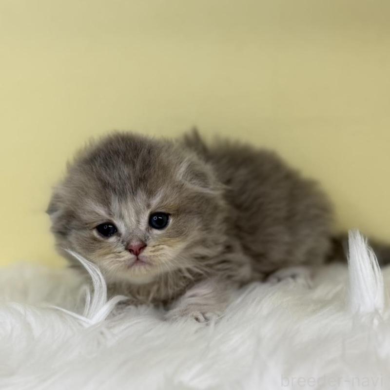 販売中の埼玉県のスコティッシュフォールド(折れ耳)-136413