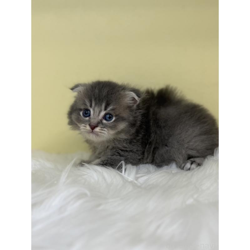 販売中の埼玉県のスコティッシュフォールド-136415の4枚目