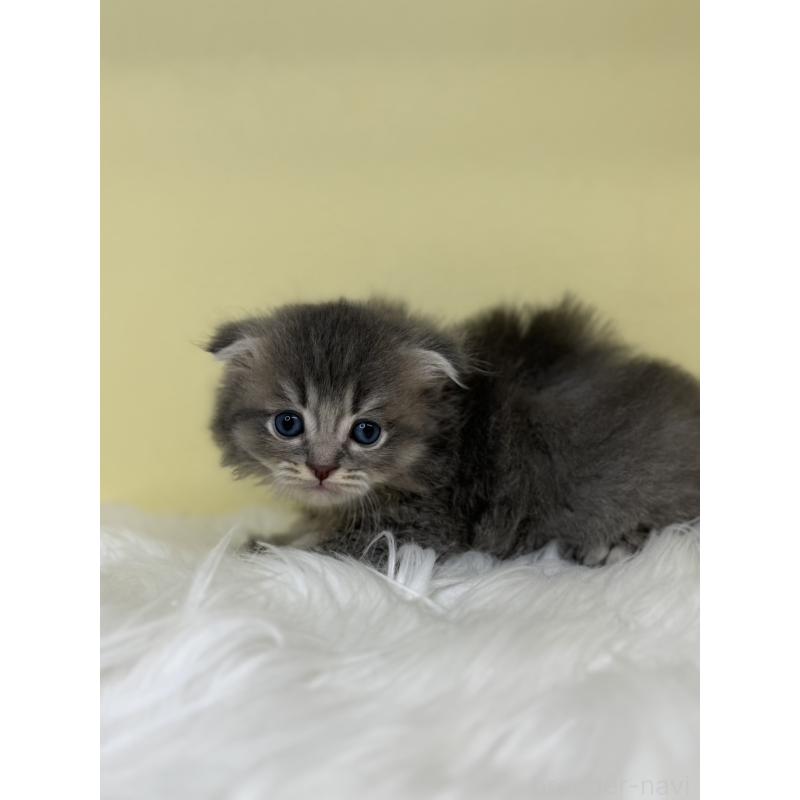 販売中の埼玉県のスコティッシュフォールド-136415の3枚目