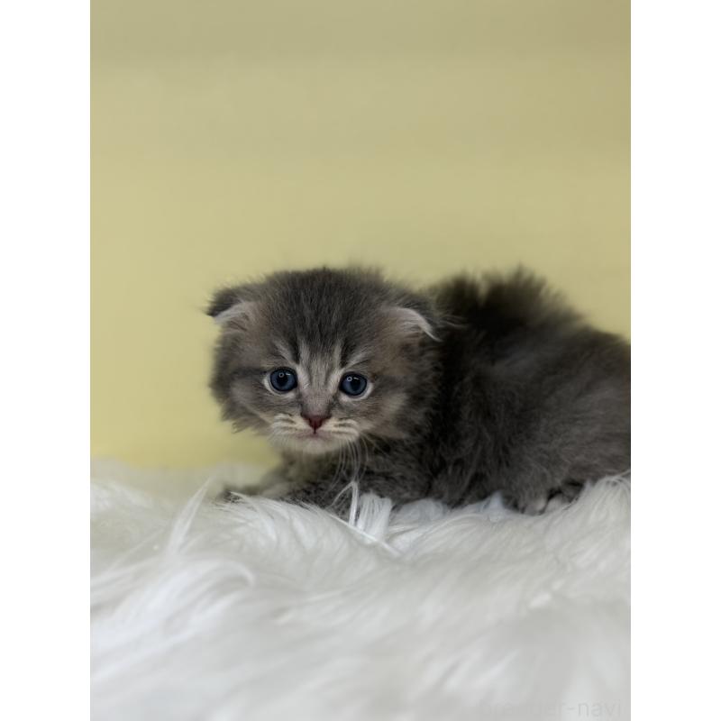 販売中の埼玉県のスコティッシュフォールド-136415の2枚目