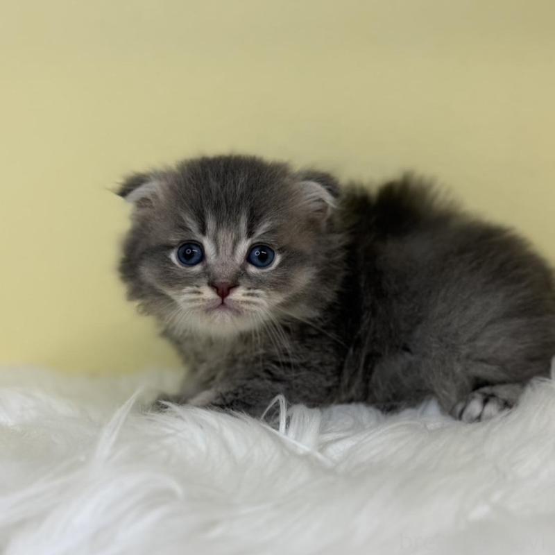 販売中の埼玉県のスコティッシュフォールド-136415