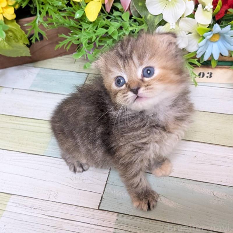 販売中の大阪府のスコティッシュフォールド(折れ耳)-136437の5枚目