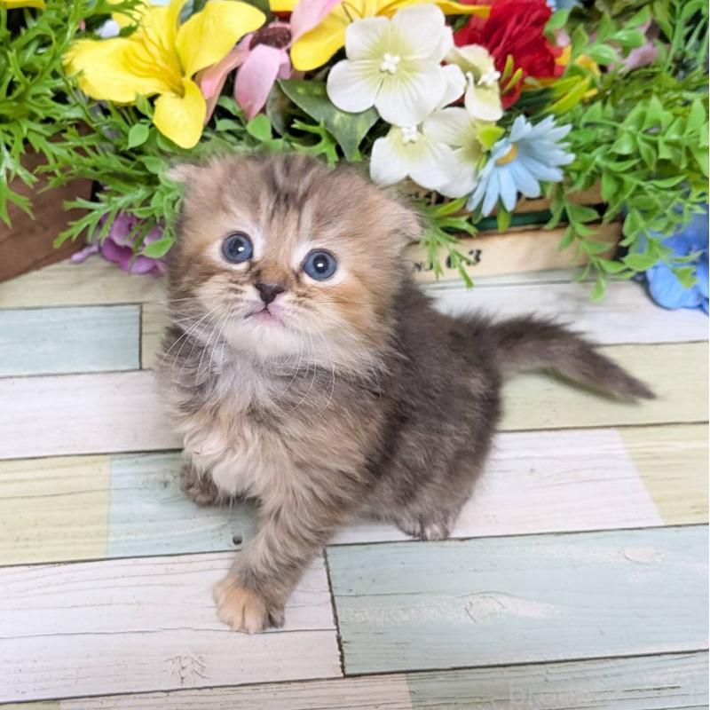 販売中の大阪府のスコティッシュフォールド(折れ耳)-136437の4枚目