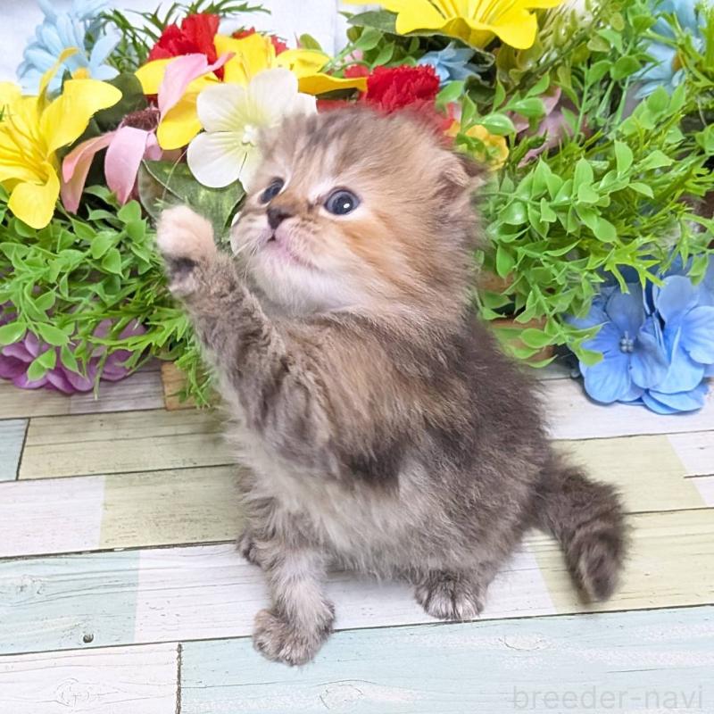 販売中の大阪府のスコティッシュフォールド(折れ耳)-136437の2枚目