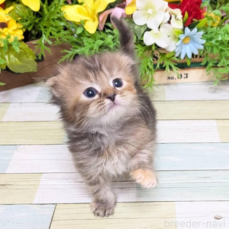 販売中の大阪府のスコティッシュフォールド(折れ耳)-136437